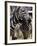 A Male Baby Zebra Named Roger-null-Framed Photographic Print