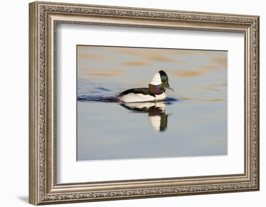 A Male Bufflehead Swims in a Southern California Coastal Wetland-Neil Losin-Framed Photographic Print