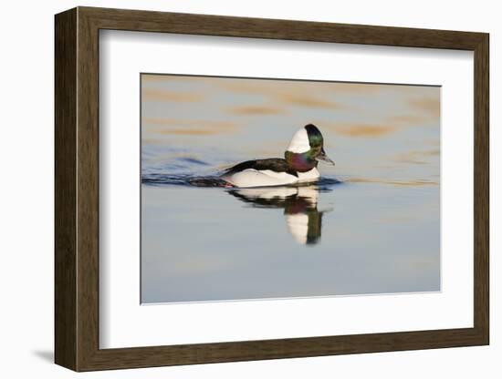 A Male Bufflehead Swims in a Southern California Coastal Wetland-Neil Losin-Framed Photographic Print