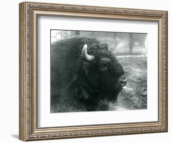 A Male/Bull European Bison, London Zoo, February 1928 (B/W Photo)-Frederick William Bond-Framed Giclee Print