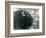 A Male/Bull European Bison, London Zoo, February 1928 (B/W Photo)-Frederick William Bond-Framed Giclee Print