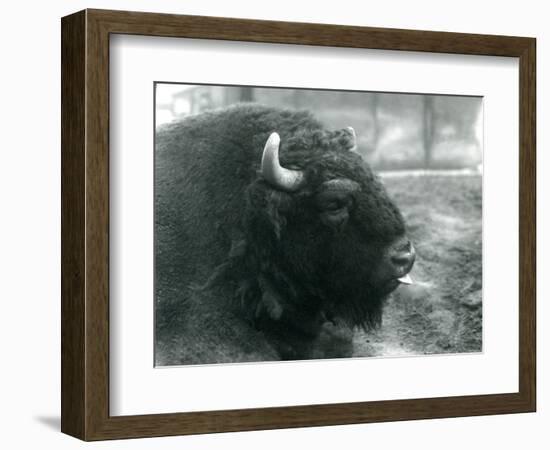 A Male/Bull European Bison, London Zoo, February 1928 (B/W Photo)-Frederick William Bond-Framed Giclee Print