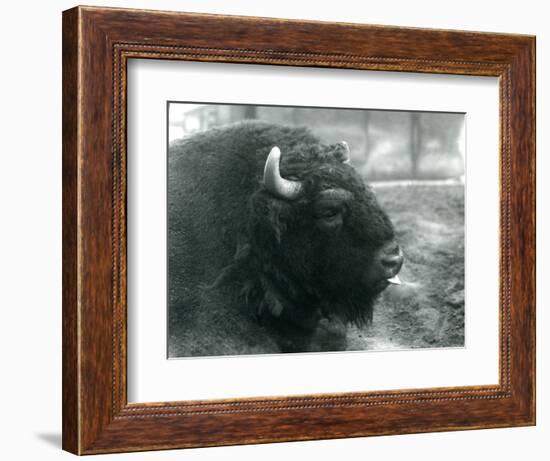 A Male/Bull European Bison, London Zoo, February 1928 (B/W Photo)-Frederick William Bond-Framed Giclee Print