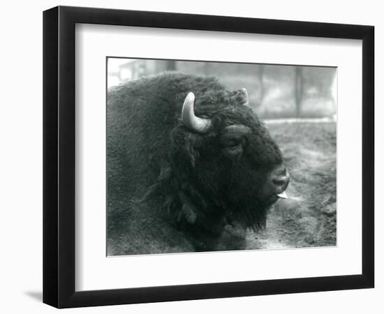A Male/Bull European Bison, London Zoo, February 1928 (B/W Photo)-Frederick William Bond-Framed Giclee Print