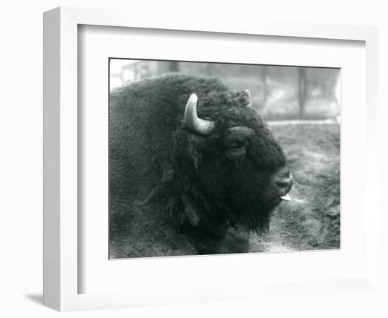 A Male/Bull European Bison, London Zoo, February 1928 (B/W Photo)-Frederick William Bond-Framed Giclee Print