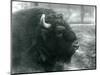 A Male/Bull European Bison, London Zoo, February 1928 (B/W Photo)-Frederick William Bond-Mounted Giclee Print