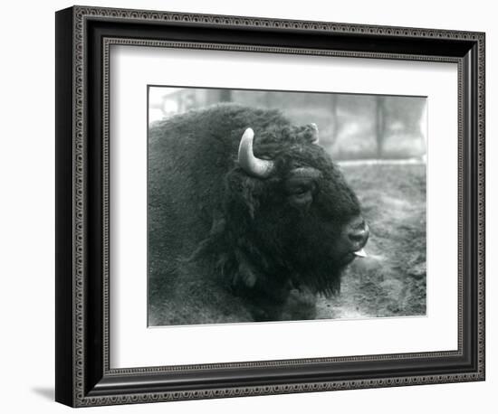 A Male/Bull European Bison, London Zoo, February 1928 (B/W Photo)-Frederick William Bond-Framed Giclee Print