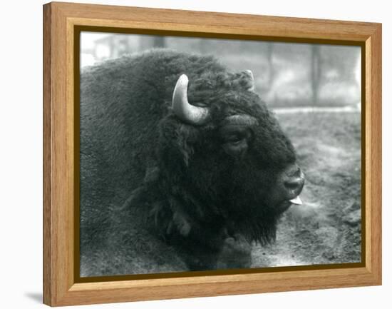 A Male/Bull European Bison, London Zoo, February 1928 (B/W Photo)-Frederick William Bond-Framed Premier Image Canvas