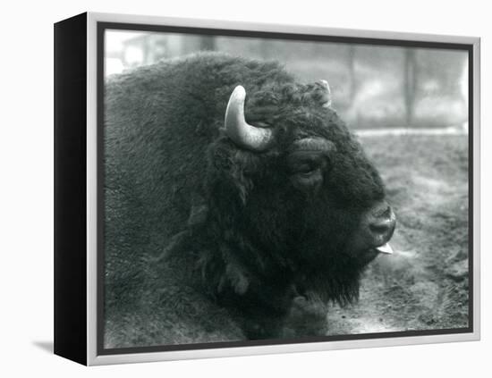 A Male/Bull European Bison, London Zoo, February 1928 (B/W Photo)-Frederick William Bond-Framed Premier Image Canvas