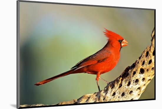 A Male Cardinal Feeds on Insects on a Cholla Cactus Skeleton-Richard Wright-Mounted Photographic Print
