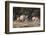 A male greater kudu (Tragelaphus strepsiceros) with its harem of females, Botswana, Africa-Sergio Pitamitz-Framed Photographic Print