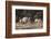 A male greater kudu (Tragelaphus strepsiceros) with its harem of females, Botswana, Africa-Sergio Pitamitz-Framed Photographic Print