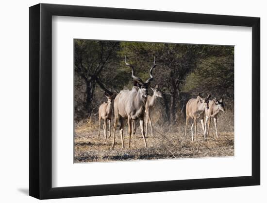 A male greater kudu (Tragelaphus strepsiceros) with its harem of females, Botswana, Africa-Sergio Pitamitz-Framed Photographic Print