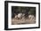 A male greater kudu (Tragelaphus strepsiceros) with its harem of females, Botswana, Africa-Sergio Pitamitz-Framed Photographic Print