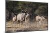 A male greater kudu (Tragelaphus strepsiceros) with its harem of females, Botswana, Africa-Sergio Pitamitz-Mounted Photographic Print