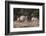 A male greater kudu (Tragelaphus strepsiceros) with its harem of females, Botswana, Africa-Sergio Pitamitz-Framed Photographic Print