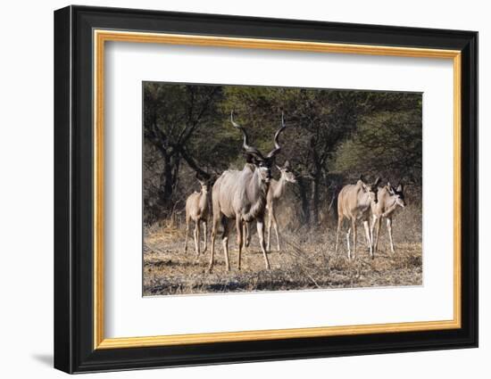 A male greater kudu (Tragelaphus strepsiceros) with its harem of females, Botswana, Africa-Sergio Pitamitz-Framed Photographic Print