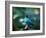 A Male Green Honeycreeper, Chlorophanes Spiza, in Atlantic Rainforest, Brazil-Alex Saberi-Framed Photographic Print