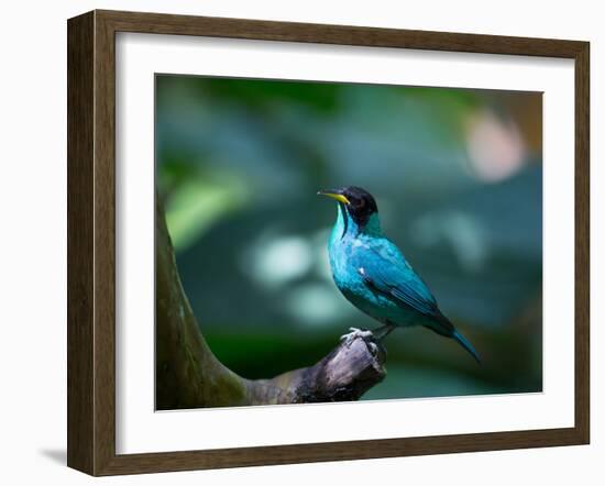 A Male Green Honeycreeper, Chlorophanes Spiza, in Atlantic Rainforest, Brazil-Alex Saberi-Framed Photographic Print