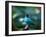 A Male Green Honeycreeper, Chlorophanes Spiza, in Atlantic Rainforest, Brazil-Alex Saberi-Framed Photographic Print