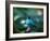 A Male Green Honeycreeper, Chlorophanes Spiza, in Atlantic Rainforest, Brazil-Alex Saberi-Framed Photographic Print