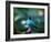 A Male Green Honeycreeper, Chlorophanes Spiza, in Atlantic Rainforest, Brazil-Alex Saberi-Framed Photographic Print