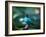 A Male Green Honeycreeper, Chlorophanes Spiza, in Atlantic Rainforest, Brazil-Alex Saberi-Framed Photographic Print