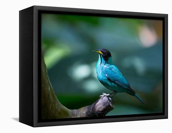 A Male Green Honeycreeper, Chlorophanes Spiza, in Atlantic Rainforest, Brazil-Alex Saberi-Framed Premier Image Canvas