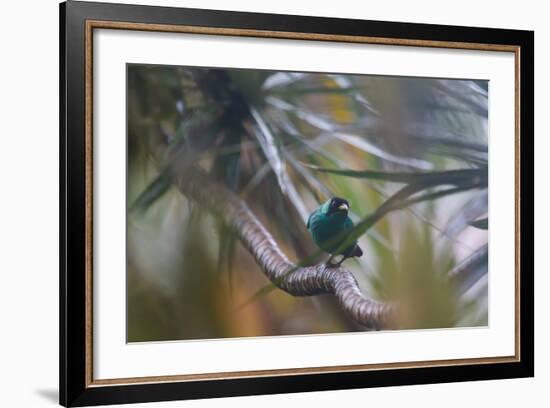 A Male Green Honeycreeper, Chlorophanes Spiza, Perching in a Tree in Ubatuba-Alex Saberi-Framed Photographic Print