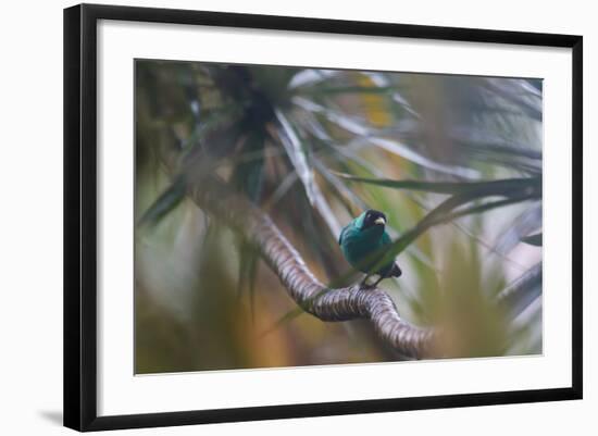 A Male Green Honeycreeper, Chlorophanes Spiza, Perching in a Tree in Ubatuba-Alex Saberi-Framed Photographic Print