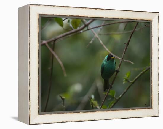 A Male Green Honeycreeper, Chlorophanes Spiza, Perching in a Tree in Ubatuba-Alex Saberi-Framed Premier Image Canvas