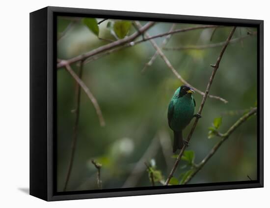 A Male Green Honeycreeper, Chlorophanes Spiza, Perching in a Tree in Ubatuba-Alex Saberi-Framed Premier Image Canvas