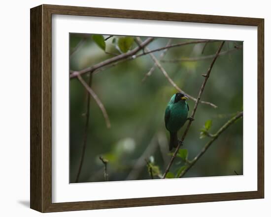 A Male Green Honeycreeper, Chlorophanes Spiza, Perching in a Tree in Ubatuba-Alex Saberi-Framed Photographic Print