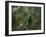 A Male Green Honeycreeper, Chlorophanes Spiza, Perching in a Tree in Ubatuba-Alex Saberi-Framed Photographic Print