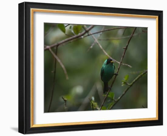 A Male Green Honeycreeper, Chlorophanes Spiza, Perching in a Tree in Ubatuba-Alex Saberi-Framed Photographic Print