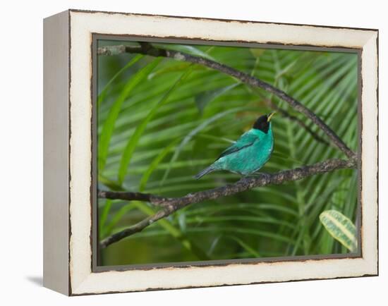 A Male Green Honeycreeper, Chlorophanes Spiza, Perching in a Tree in Ubatuba-Alex Saberi-Framed Premier Image Canvas