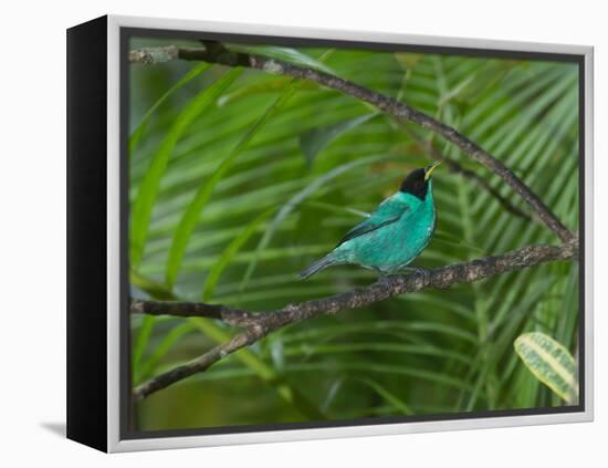 A Male Green Honeycreeper, Chlorophanes Spiza, Perching in a Tree in Ubatuba-Alex Saberi-Framed Premier Image Canvas