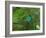 A Male Green Honeycreeper, Chlorophanes Spiza, Perching in a Tree in Ubatuba-Alex Saberi-Framed Photographic Print