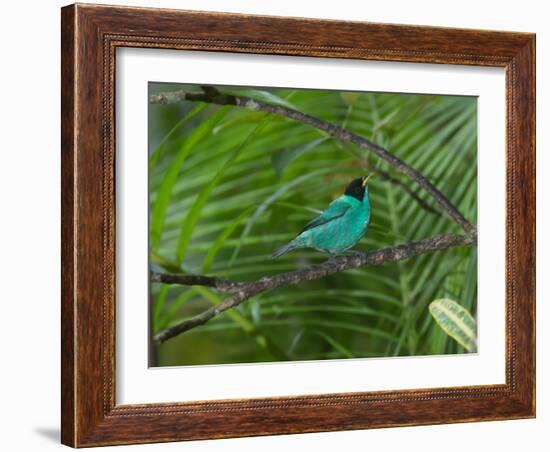 A Male Green Honeycreeper, Chlorophanes Spiza, Perching in a Tree in Ubatuba-Alex Saberi-Framed Photographic Print