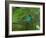 A Male Green Honeycreeper, Chlorophanes Spiza, Perching in a Tree in Ubatuba-Alex Saberi-Framed Photographic Print