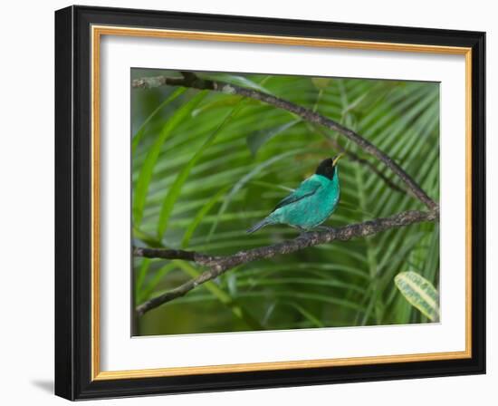 A Male Green Honeycreeper, Chlorophanes Spiza, Perching in a Tree in Ubatuba-Alex Saberi-Framed Photographic Print