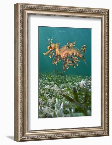 A Male Leafy Seadragon (Phycodurus Eques) Swimming. Wool Bay Jetty, Edithburgh, Yorke Peninsular-Alex Mustard-Framed Photographic Print