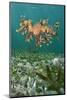 A Male Leafy Seadragon (Phycodurus Eques) Swimming. Wool Bay Jetty, Edithburgh, Yorke Peninsular-Alex Mustard-Mounted Photographic Print