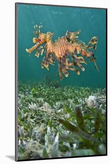 A Male Leafy Seadragon (Phycodurus Eques) Swimming. Wool Bay Jetty, Edithburgh, Yorke Peninsular-Alex Mustard-Mounted Photographic Print