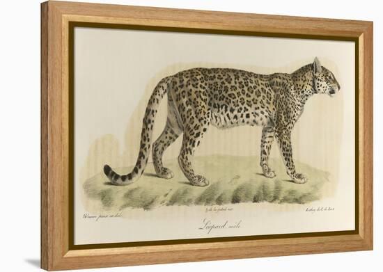 A Male Leopard-null-Framed Premier Image Canvas