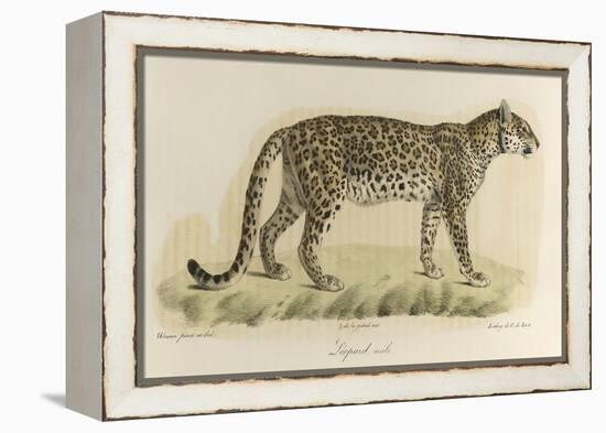 A Male Leopard-null-Framed Premier Image Canvas