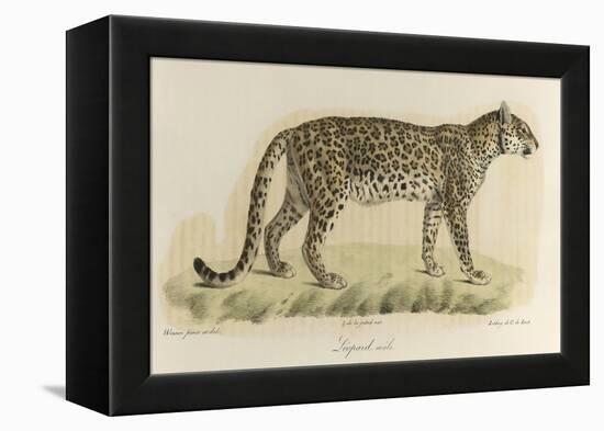 A Male Leopard-null-Framed Premier Image Canvas