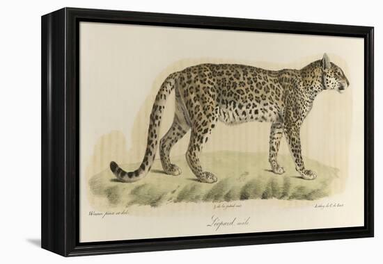 A Male Leopard-null-Framed Premier Image Canvas