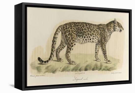 A Male Leopard-null-Framed Premier Image Canvas