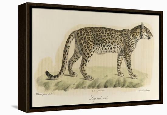 A Male Leopard-null-Framed Premier Image Canvas